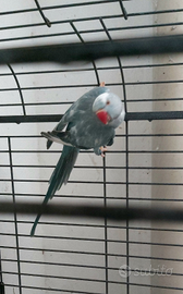 Parrocchetto dal collare pezzata