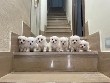 Cuccioli di maltese