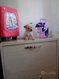 Maltipoo toy maschio