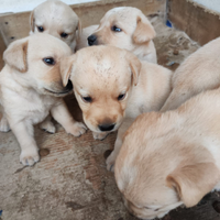 Caniolini labrador