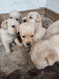 Caniolini labrador