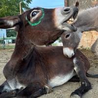 MAMY ASINA & FIGLIO ASiNO