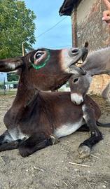 MAMY ASINA & FIGLIO ASiNO