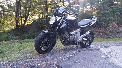 suzuki gladius