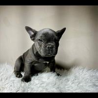Bulldog francese blu and tan
