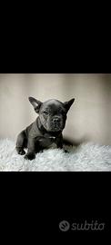 Bulldog francese blu and tan