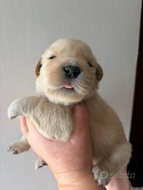 Golden retriever americani