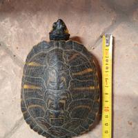 Tartaruga d'acqua da giardino