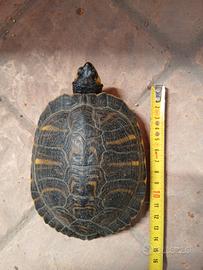 Tartaruga d'acqua da giardino