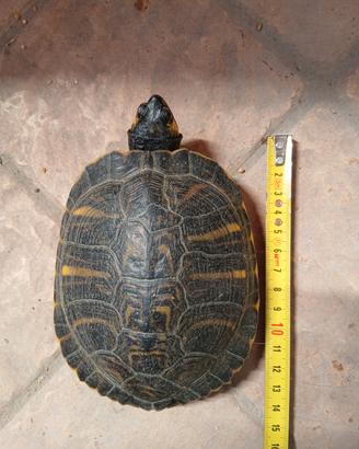 Tartaruga d'acqua da giardino