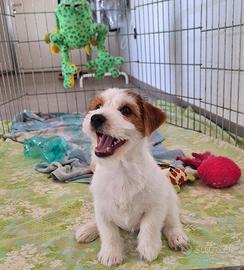 Jack Russell cucciolo Pedigree