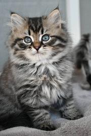 Gattini Siberiani con pedigree/microchip