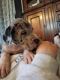 Cucciolo di Alano merle