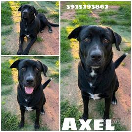 Una nuova famiglia per Axel