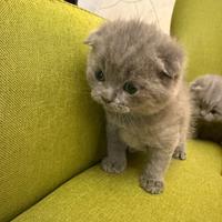 Scottish fold è straight