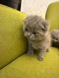 Scottish fold è straight