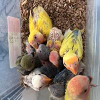 Pulli di inseparabili