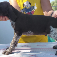 Meravigliosi cuccioli kurzhaar