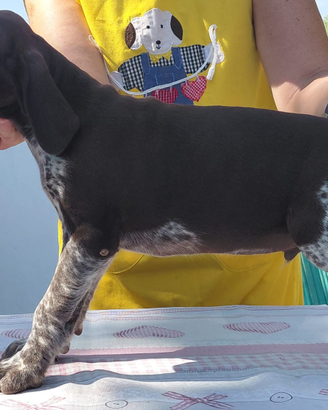 Meravigliosi cuccioli kurzhaar