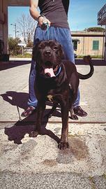 Cane corso