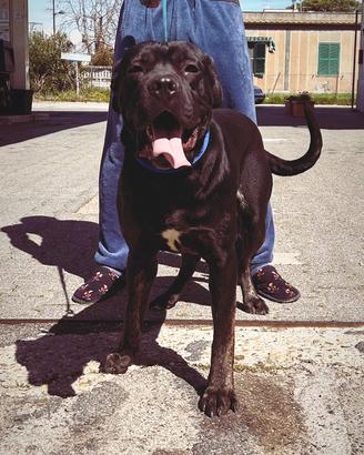 Cane corso