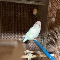 Coppia riproduttiva inseparabili