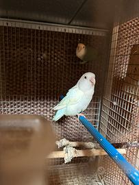 Coppia riproduttiva inseparabili