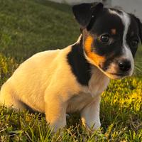 Jack russel