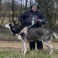 KLAUS maschio Siberian Husky