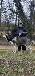 KLAUS maschio Siberian Husky