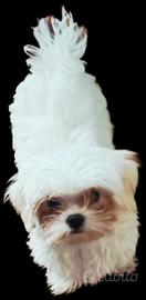 Maltese