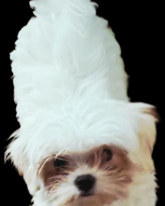 Maltese