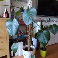 monstera - pianta per interni