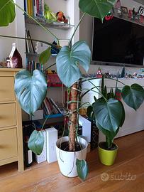monstera - pianta per interni