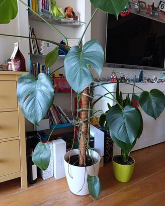 monstera - pianta per interni