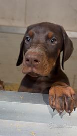 Cuccioli dobermann