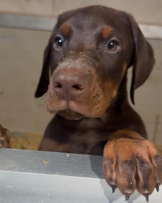 Cuccioli dobermann