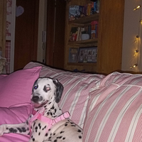 Dalmata