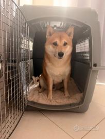 PETMATE SKY KENNEL - taglia L - trasportino