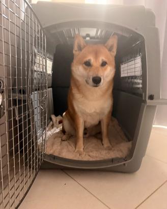 PETMATE SKY KENNEL - taglia L - trasportino