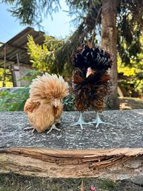 Galline padovane