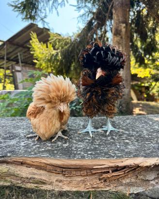 Galline padovane