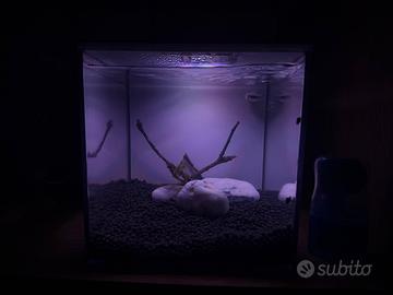 Lumache x acquario