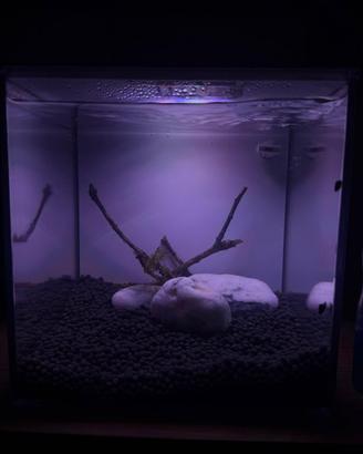 Lumache x acquario