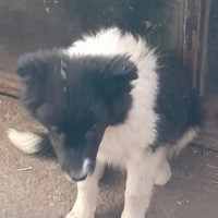 Border collie