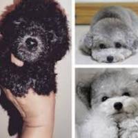 Barboncini Toy Silver (Grigio Perla) - Arven House