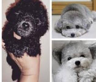 Barboncini Toy Silver (Grigio Perla) - Arven House