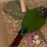 Pulli di conure guance verdi pyrrhura molinae