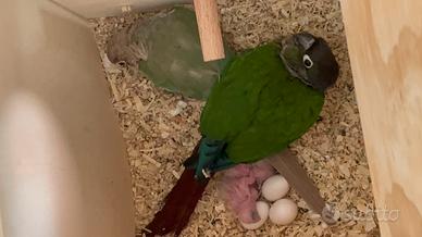 Pulli di conure guance verdi pyrrhura molinae
