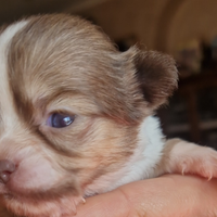 Chihuahua toy occhi blu